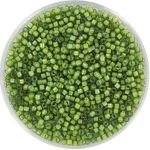 Miyuki Delica 11/0 - DB1786 - White Lined Light Green Ab