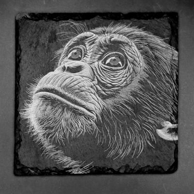 Leistenen onderzetter - Gravure van een chimpansee