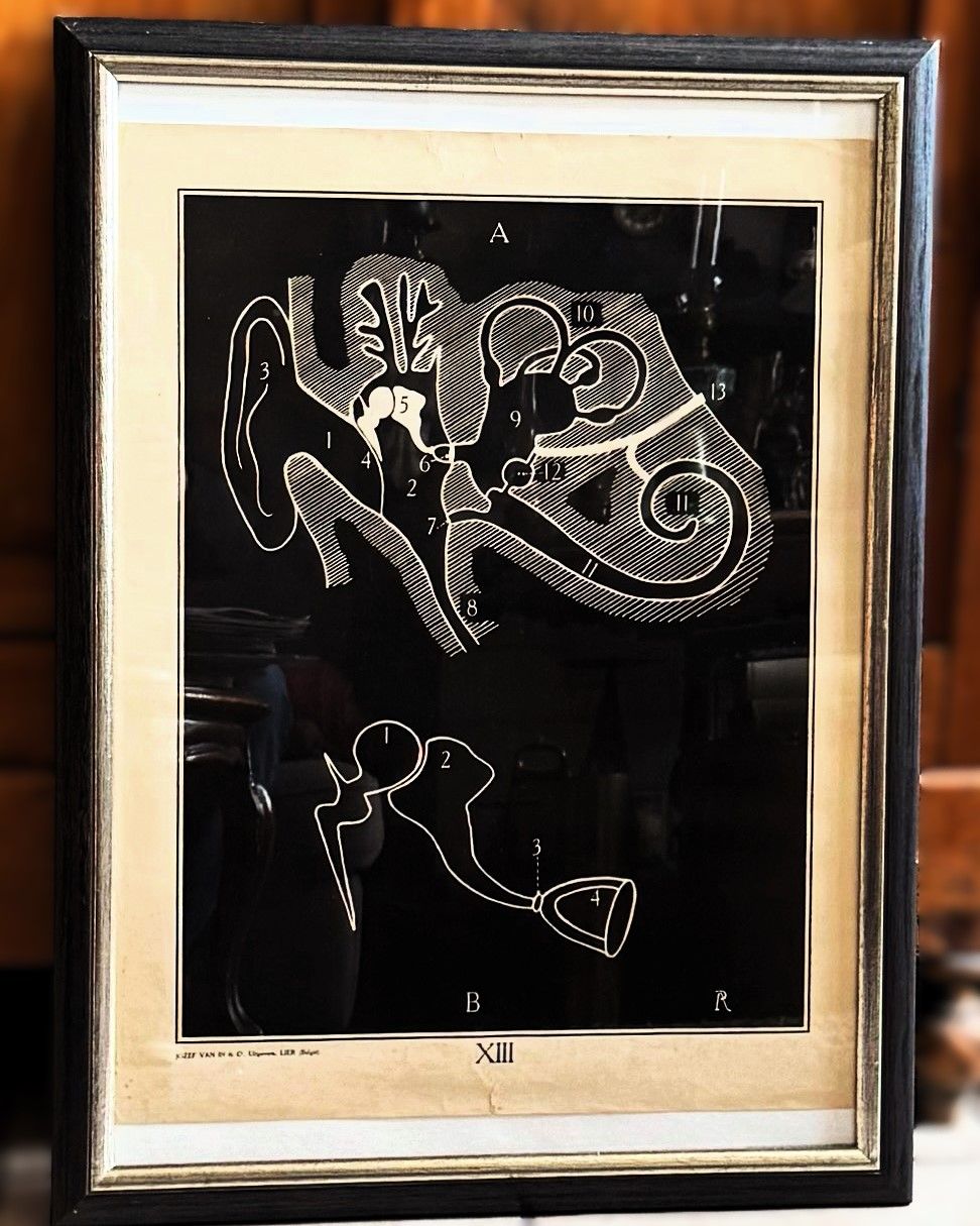 ​Vintage anatomische schoolplaat – Onderwijskunst over het menselijk oor - Uitgeverij Van In en Co, Lier – ca. 1940