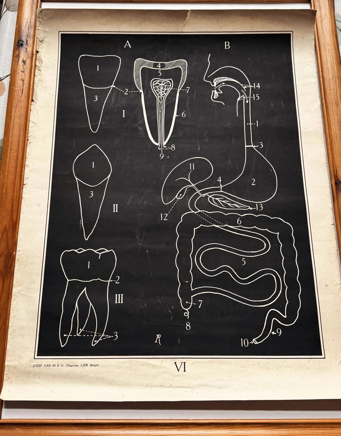 Vintage anatomische schoolplaat – Onderwijskunst over het Gebit & spijsvertering –  Uitgeverij Van In en Co, Lier ca. 1940