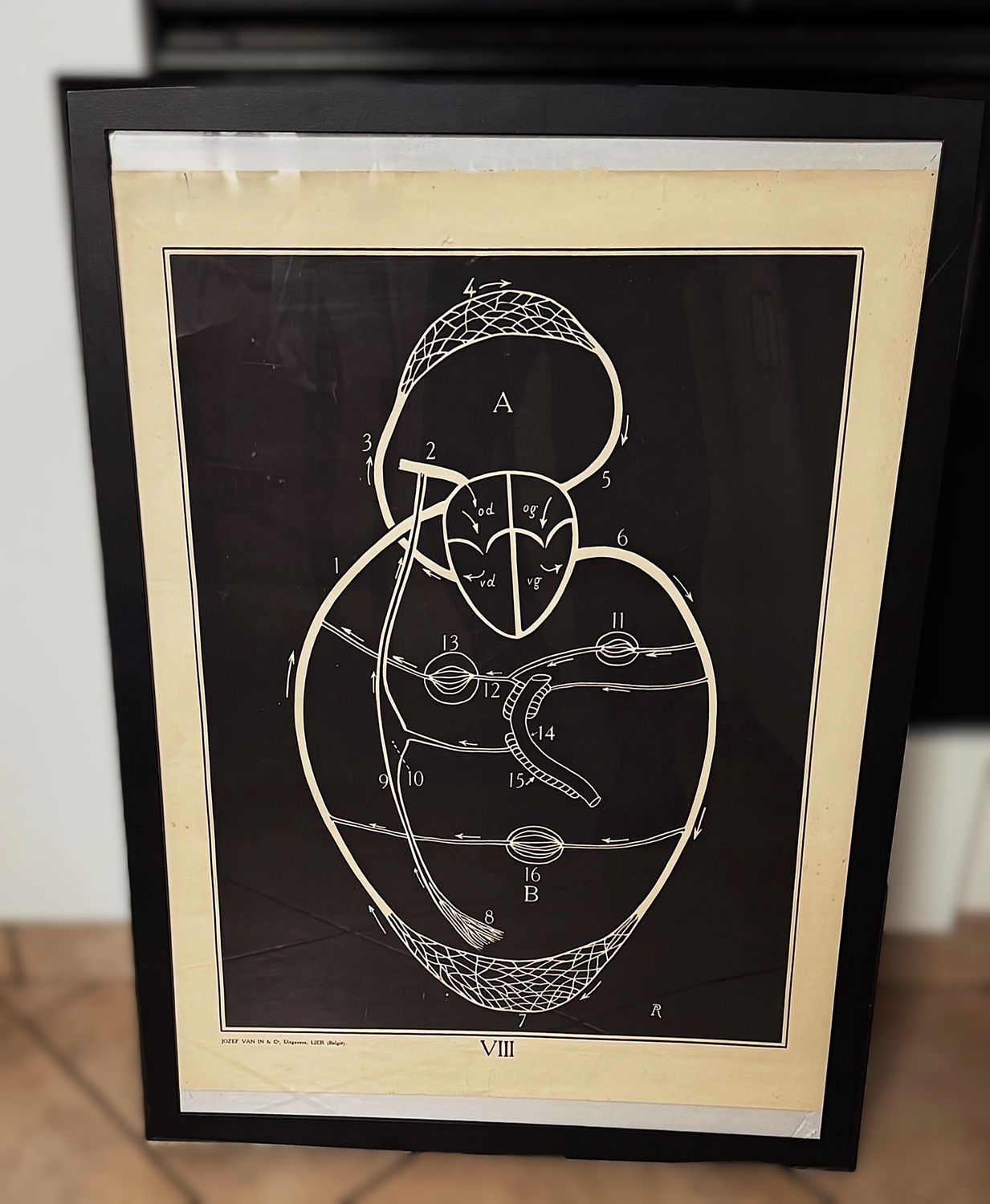 Vintage anatomische schoolplaat – Onderwijskunst over het menselijk hart – Uitgeverij Van In en Co, Lier – ca. 1940