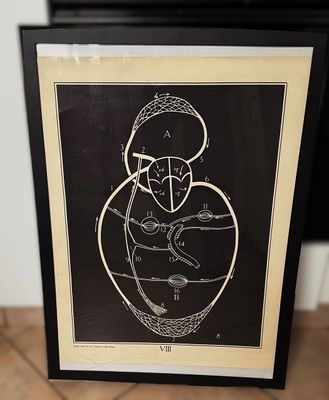 Vintage anatomische schoolplaat – Onderwijskunst over het menselijk hart – Uitgeverij Van In en Co, Lier – ca. 1940