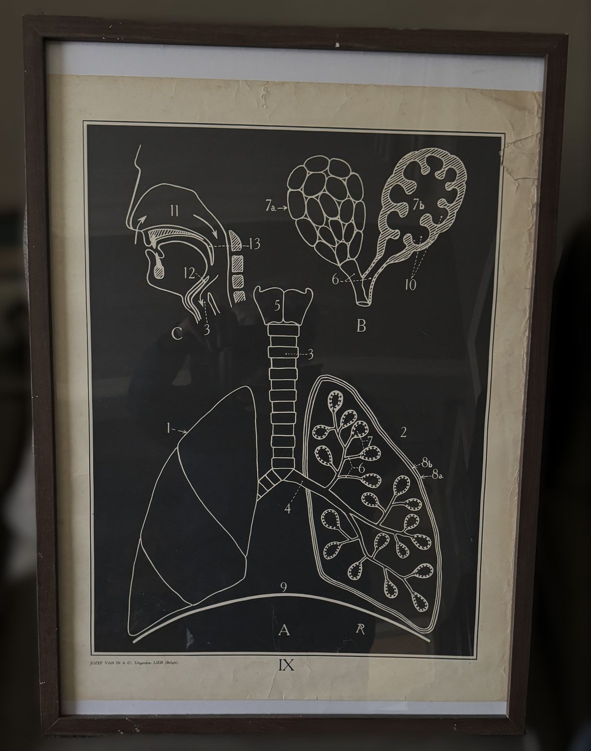 Vintage anatomische schoolplaat  – Onderwijskunst over de Ademhaling – Uitgeverij Van In en Co, Lier – ca. 1940