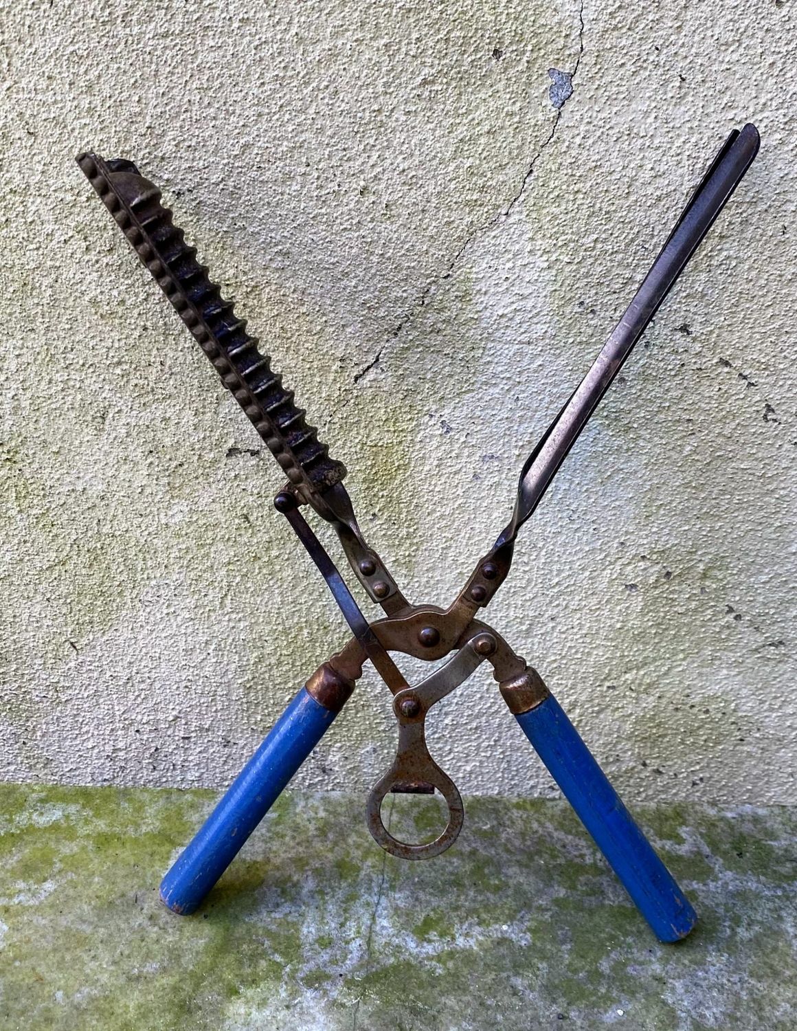 ​Antieke spiraalkrultang ca. 1900 – Saloninstrument met houten grepen