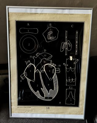 Vintage anatomische schoolplaat – Onderwijskunst over de Hart- en Bloedsomloop – Uitgeverij Van In en Co, Lier – ca. 1940