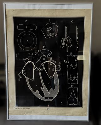 Vintage anatomische schoolplaat – Onderwijskunst over de Hart- en Bloedsomloop – Uitgeverij Van In en Co, Lier – ca. 1940 Vintage anatomische schoolplaat – Onderwijskunst over de Hart- en Bloedsomloop – Uitgeverij Van In en Co, Lier – ca. 1940