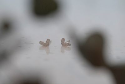 Oorstekers Herderstasje