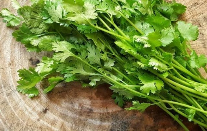 Herbs fresh coriander bunch 