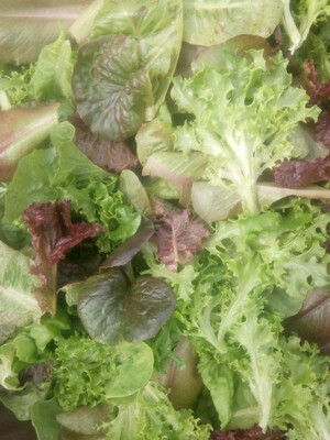 Lettuce  loose mix leaves bag 200gm 