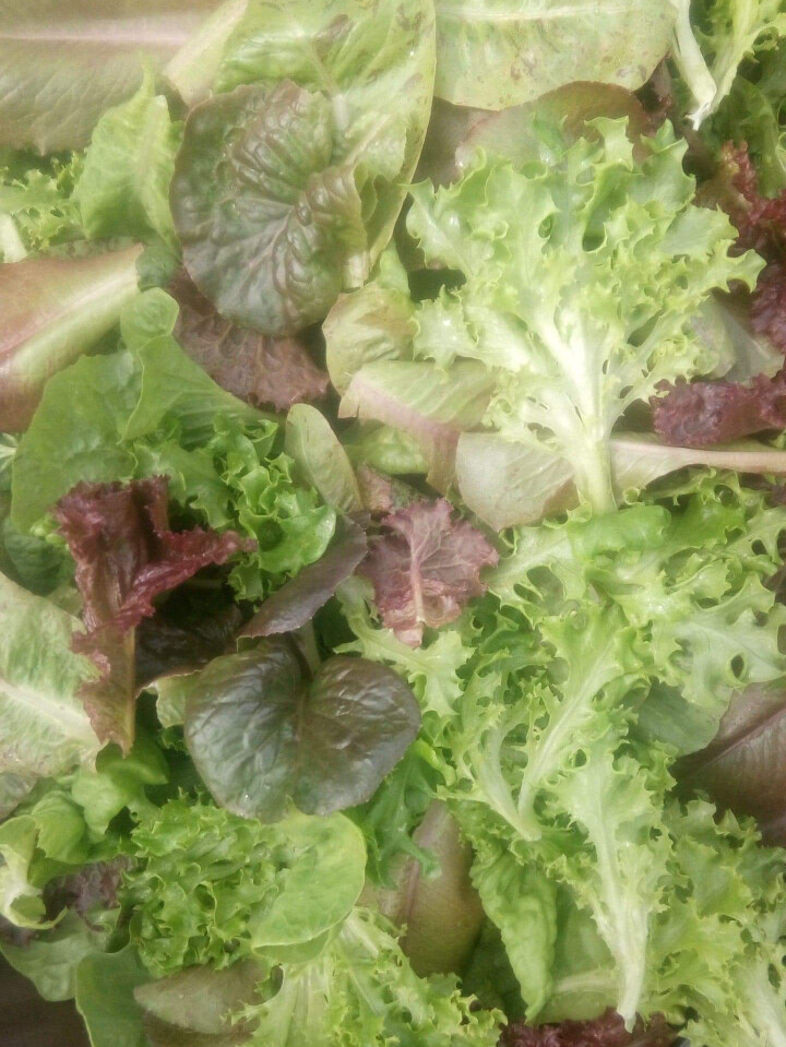 Lettuce  loose mix leaves bag 200gm 