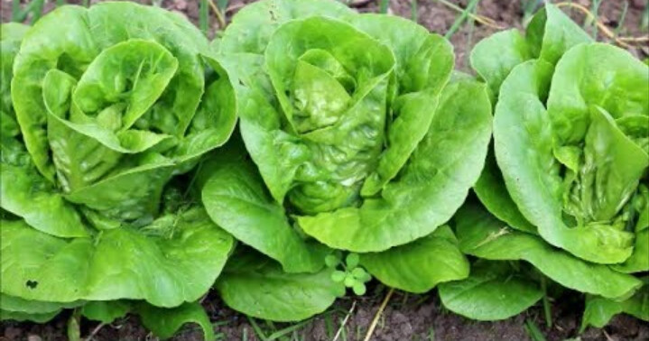 Lettuce  cos 