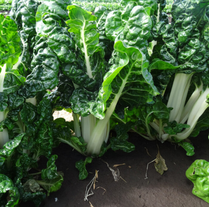 Silverbeet bunch 