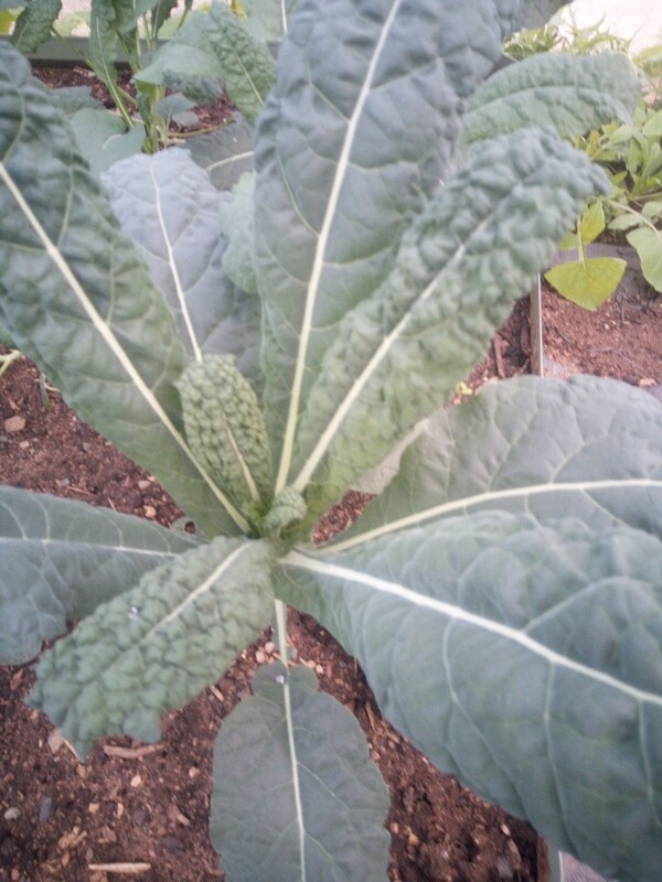 Kale  bunch 