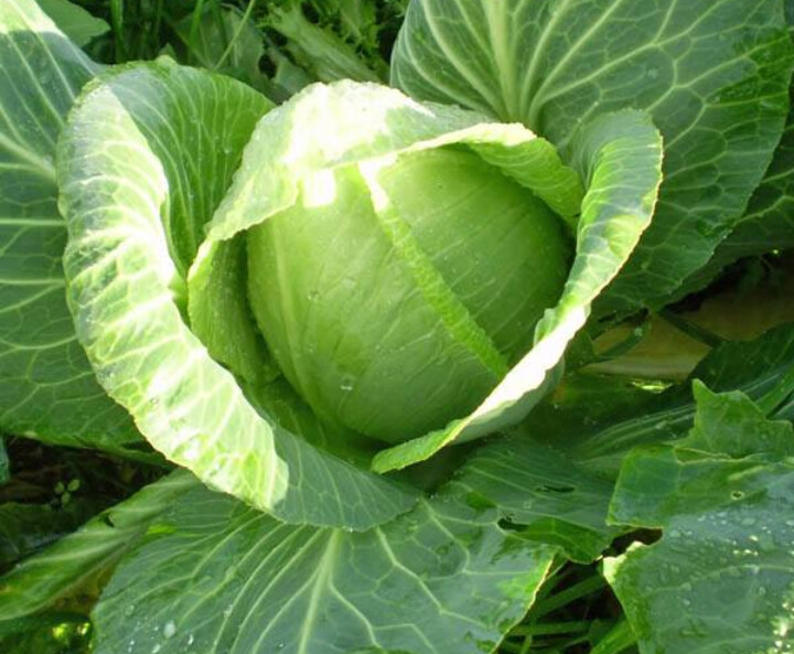 Cabbage Sugarloaf small