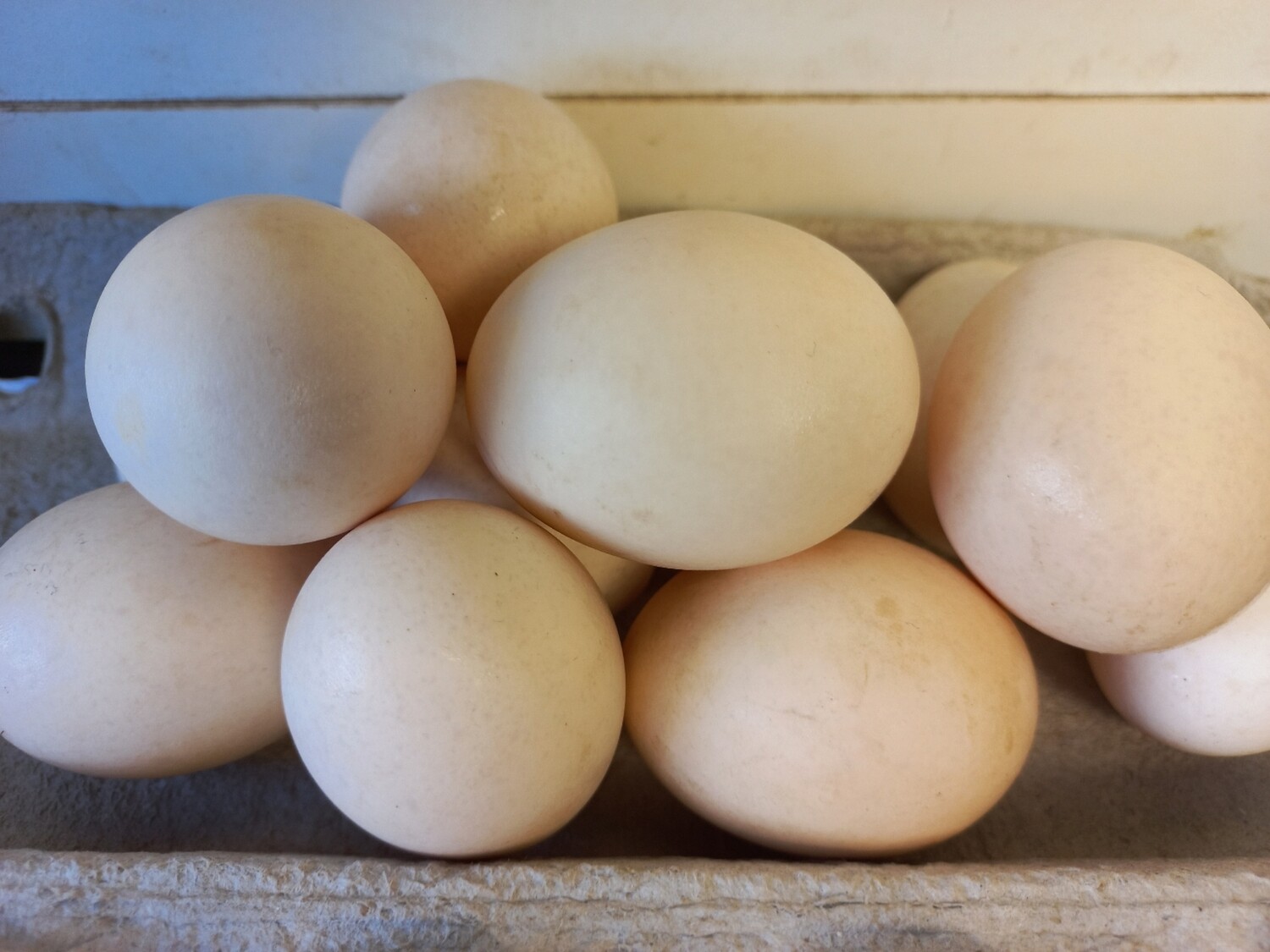 Eggs fresh mixed sizes