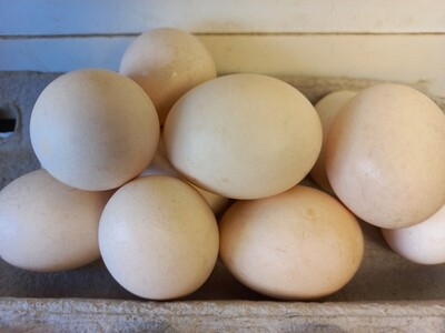 Eggs fresh mixed sizes