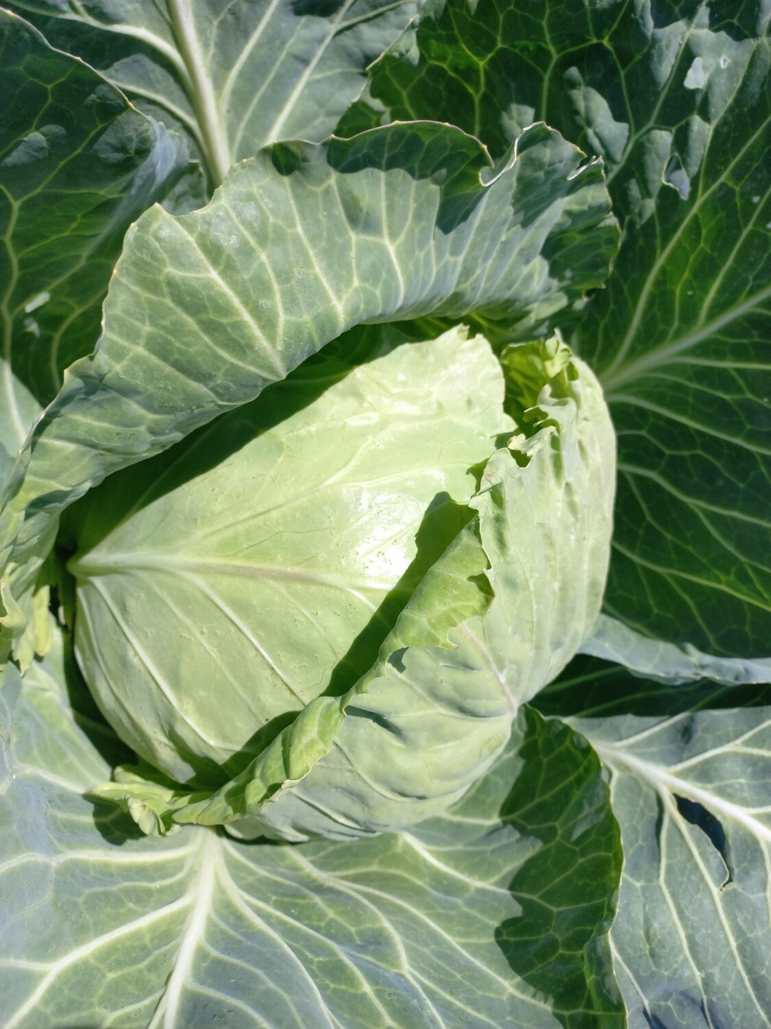 Cabbage drumhead whole medium