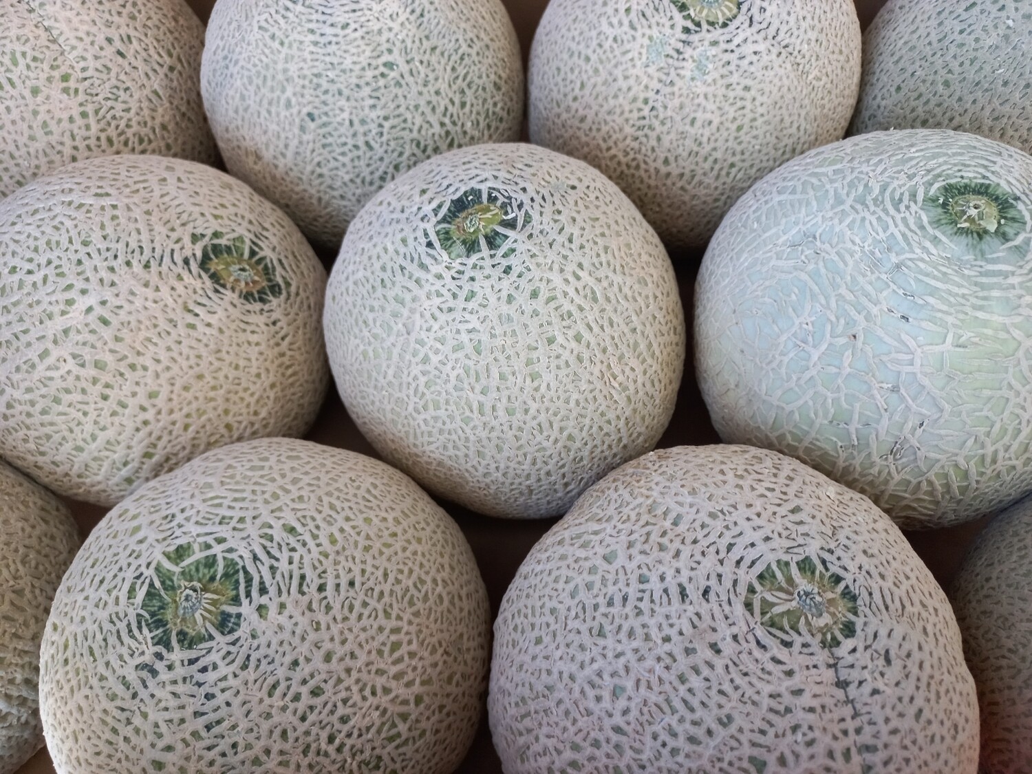 Fruit rockmelon