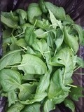 Spinach sm leaf 100gm 