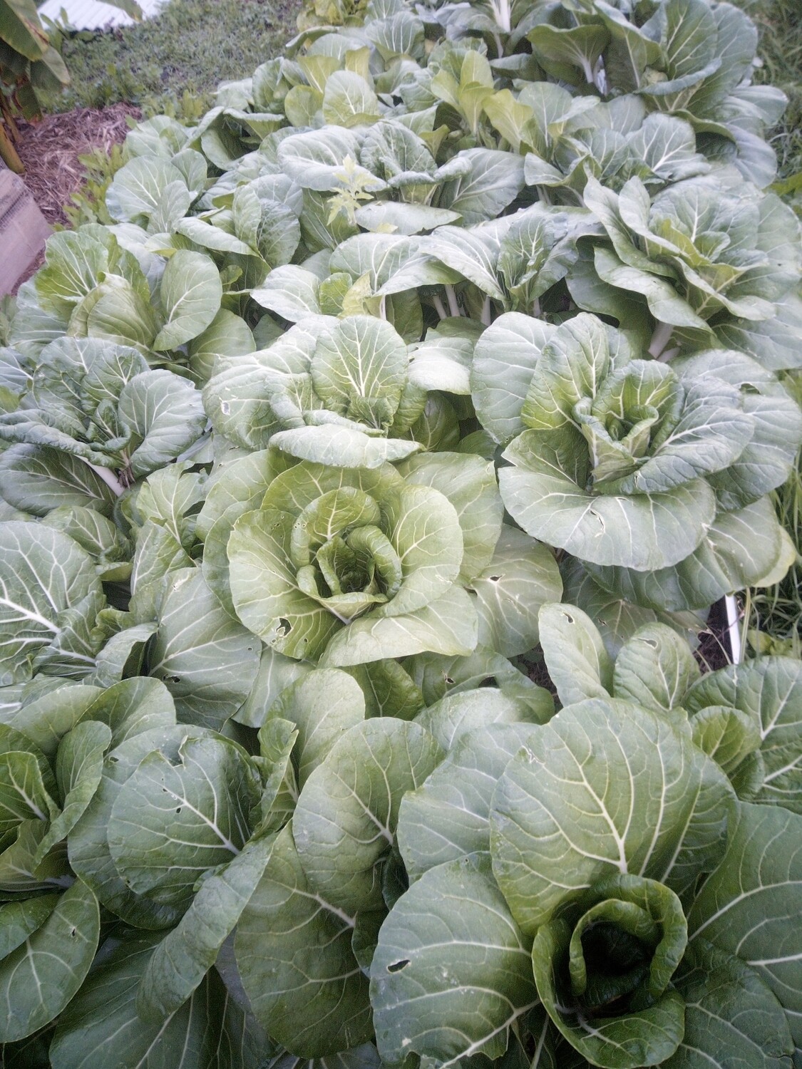 Asian greens x3 bunch 