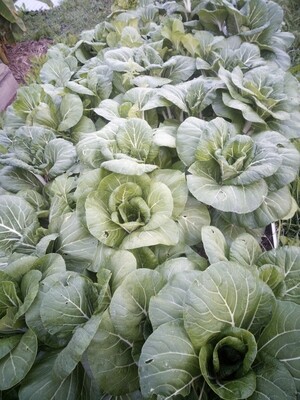 Asian greens x3 bunch 