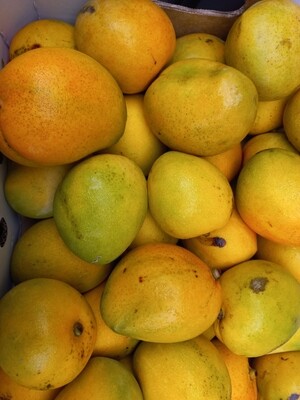 Fruit mangoes k.pride 