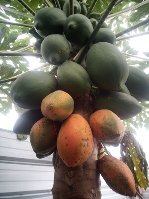 Fruit Papaya 