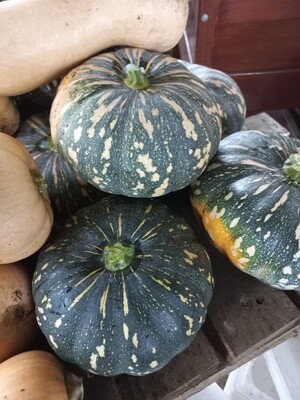 Pumpkin kent 2-3kg