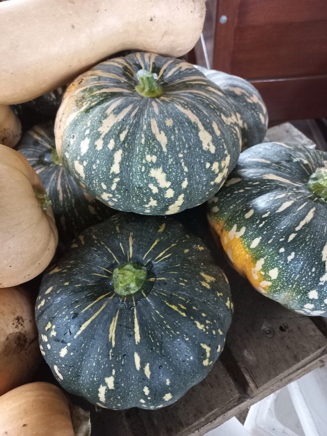 Pumpkin kent 2-3kg
