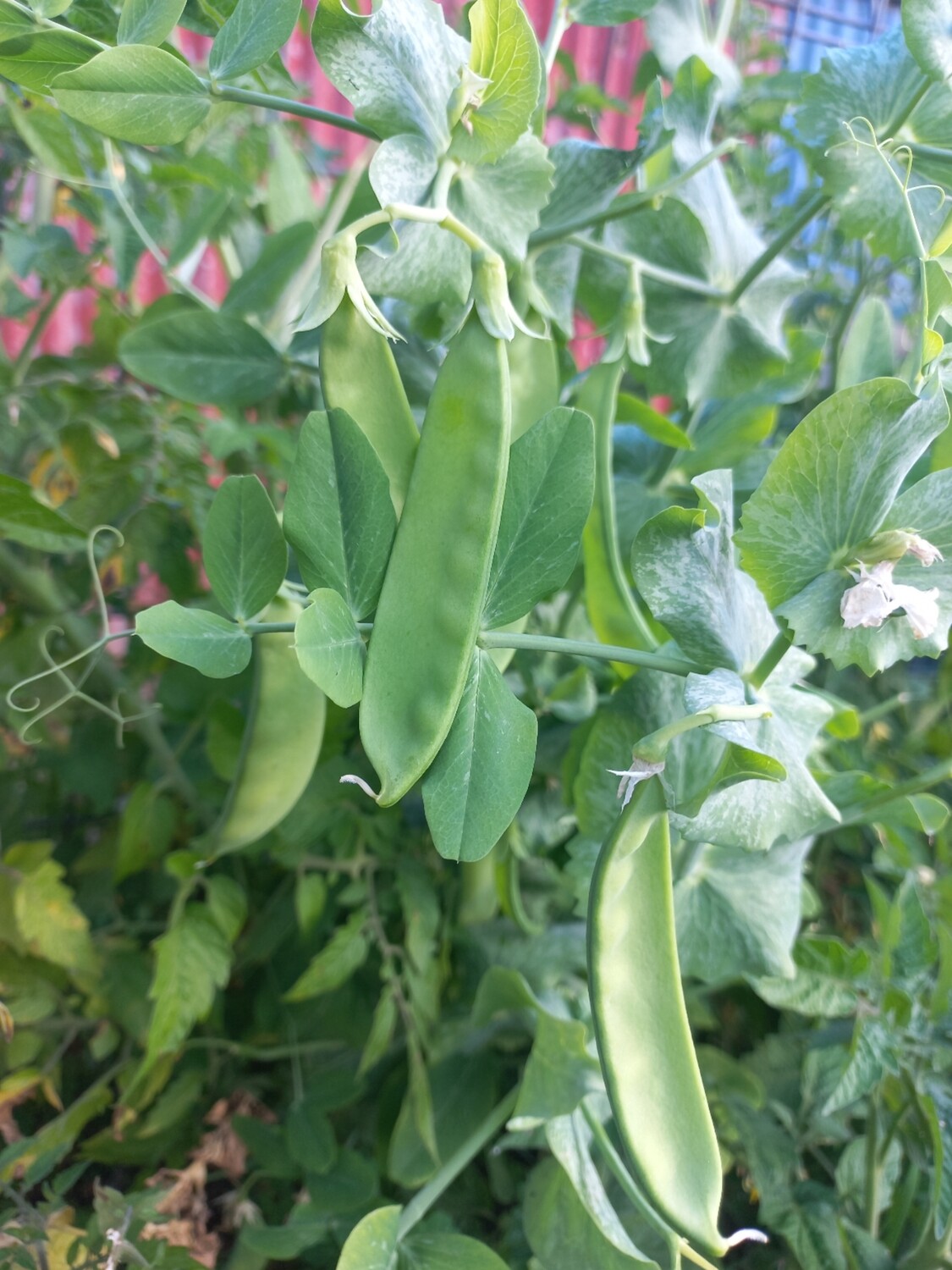 Snowpeas  150gm 