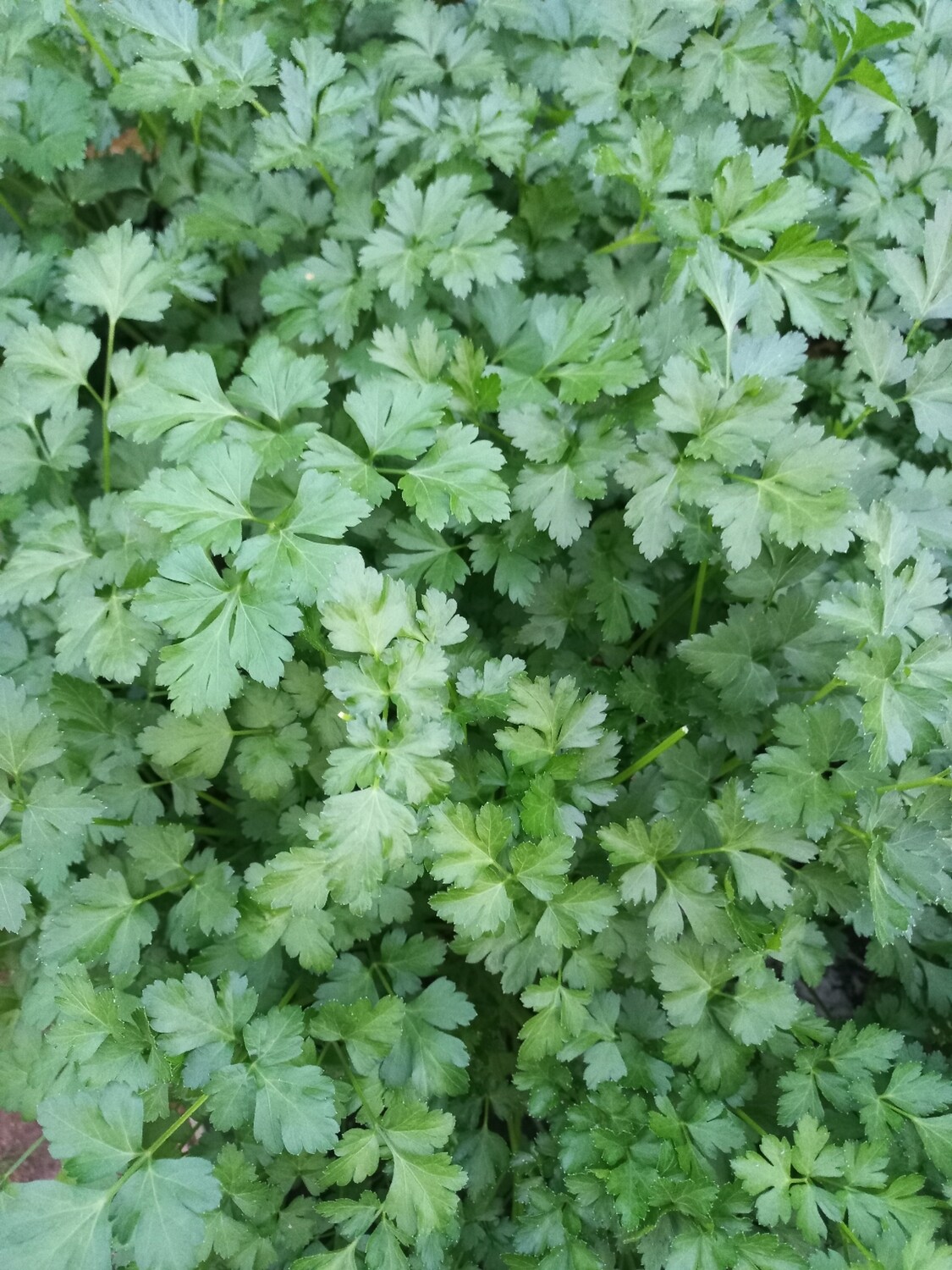 Herbs fresh parsley flat bunch