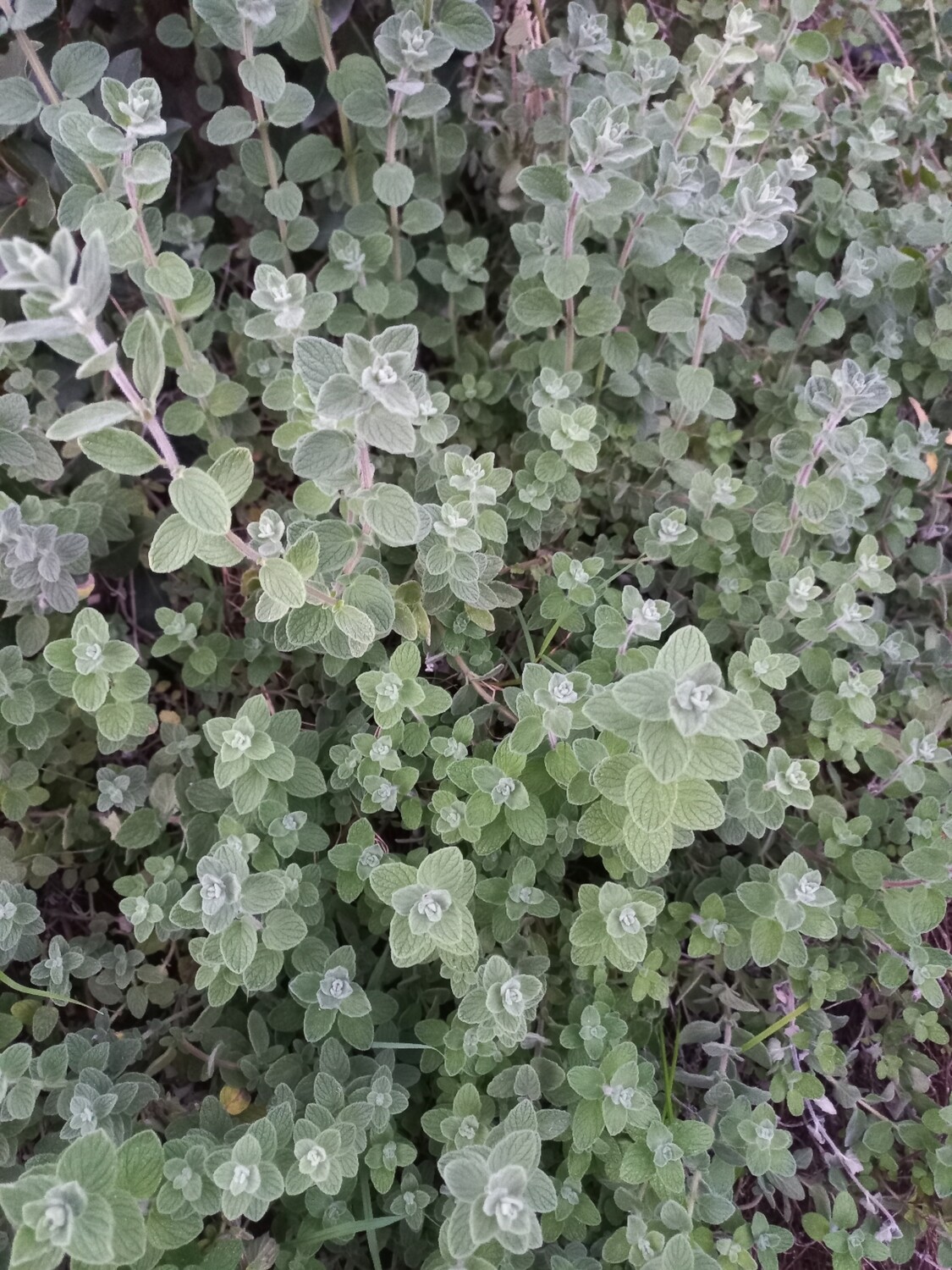 Herbs fresh oregano bunch