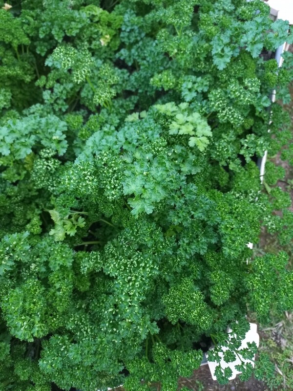 Herbs fresh parsley curly bunch