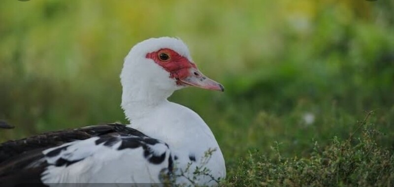  Free range duck whole