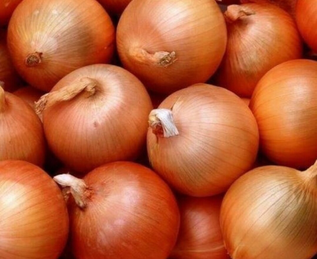 Onion brown single medium