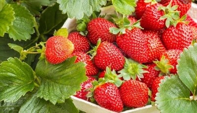 Fruit strawberries 500gm  