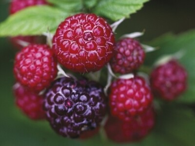 Fruit raspberries 125gm