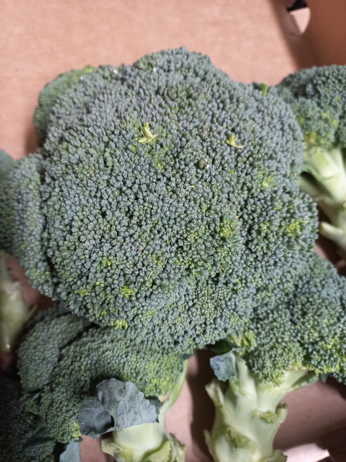 Broccoli head