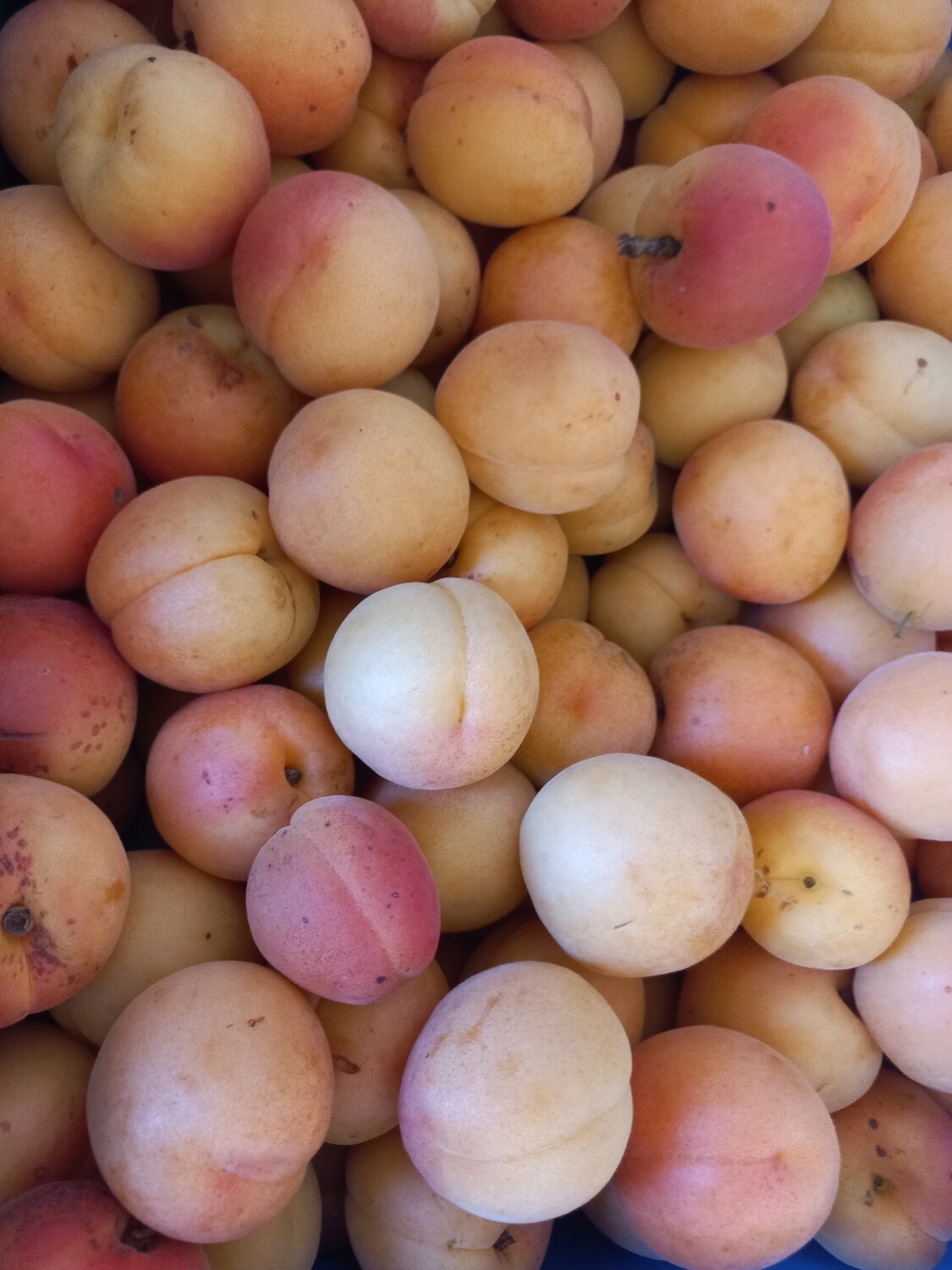 Stonefruit apricot 500gm