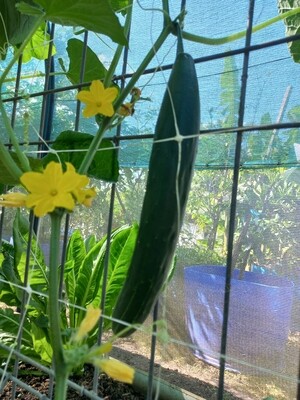 Cucumber continental 