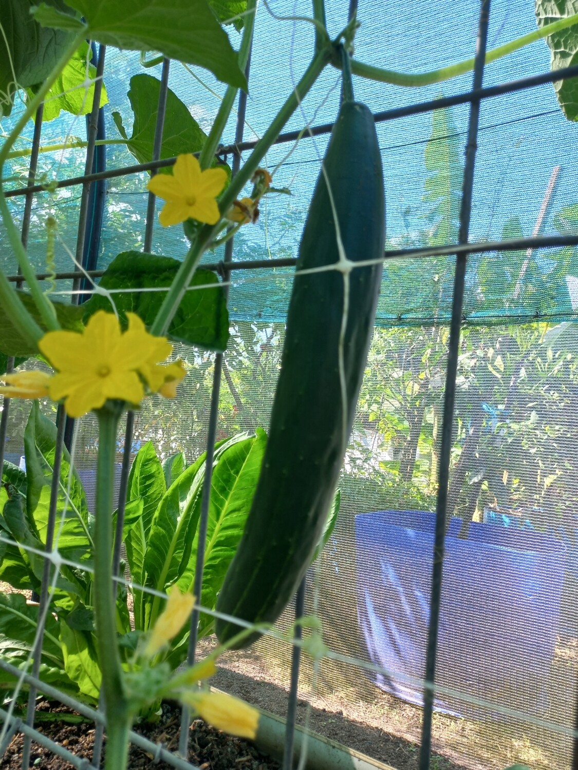 Cucumber continental 