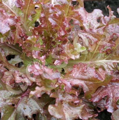 Lettuce red oak