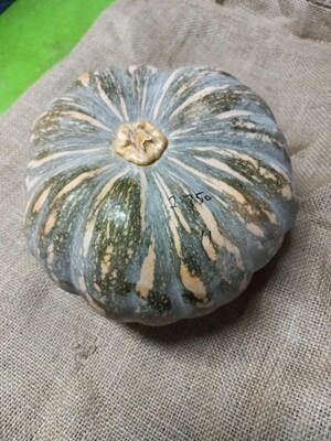 Pumpkin kent  piece aprx 1kg
