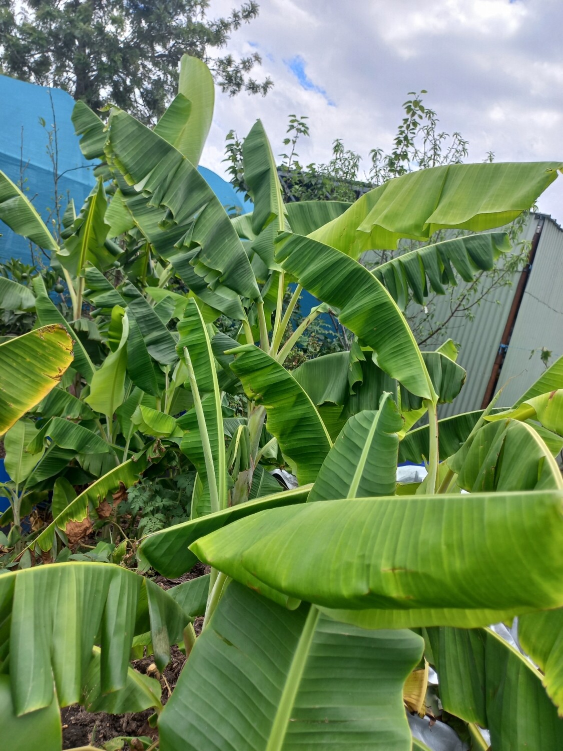Kaffir lime  leaves x8
