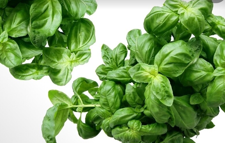 Herbs fresh  basil bunch