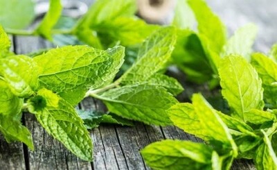 Herbs fresh  mint 