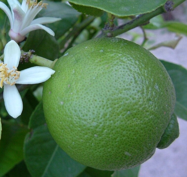 Fruit Lime single small
