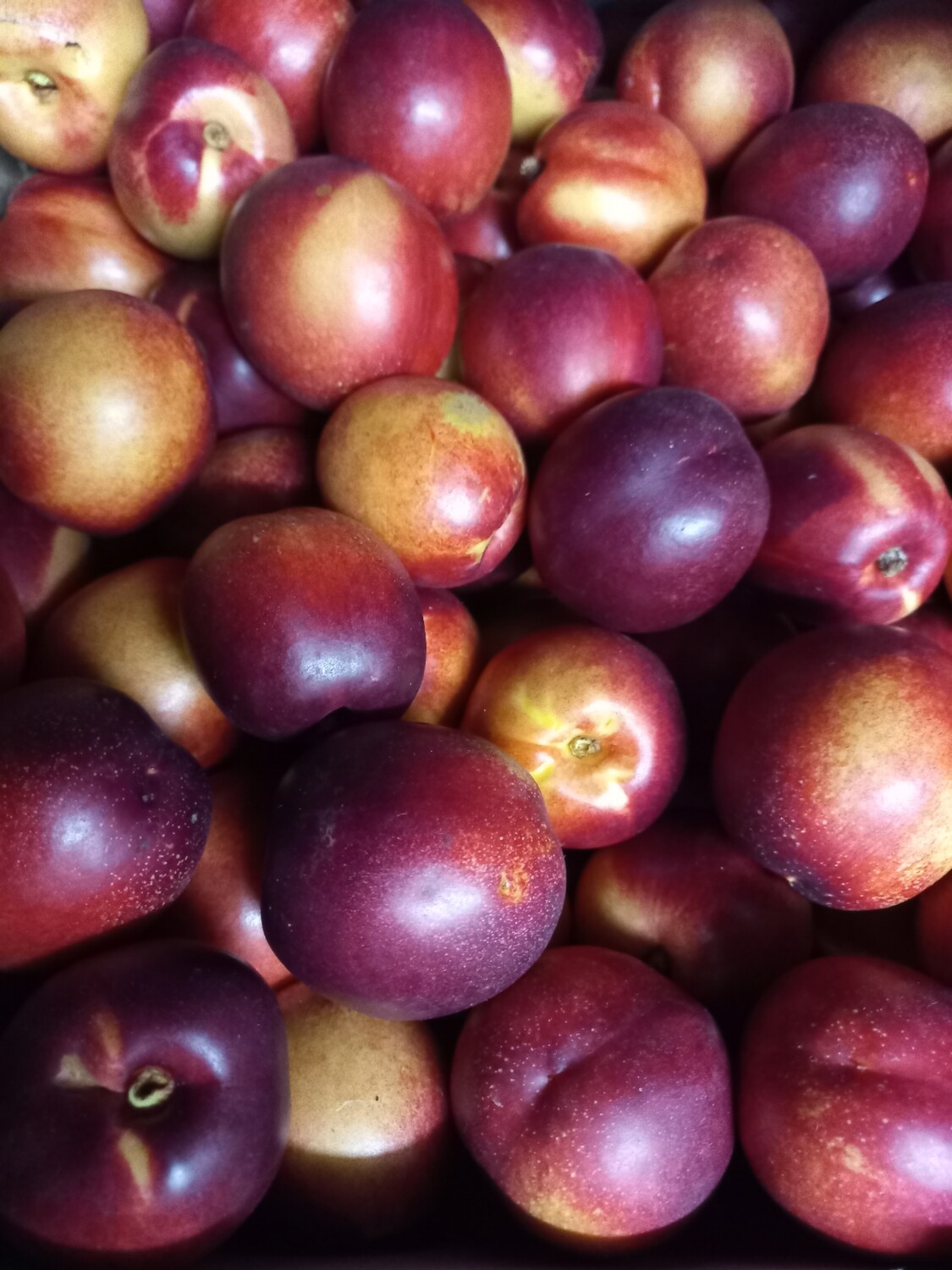 stonefruit nectarines  500gm