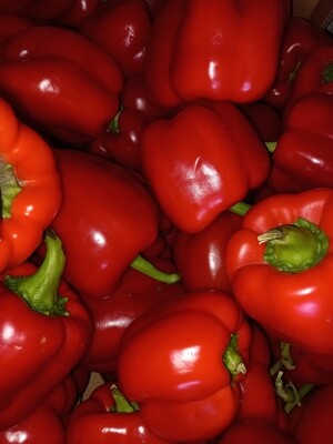 Capsicum red small