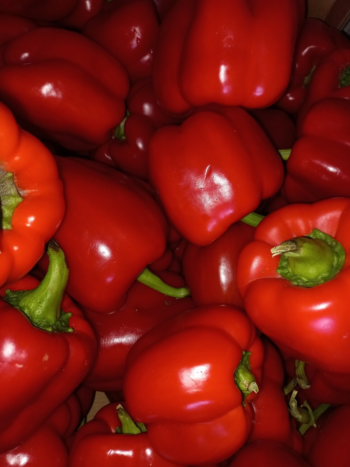 Capsicum red small